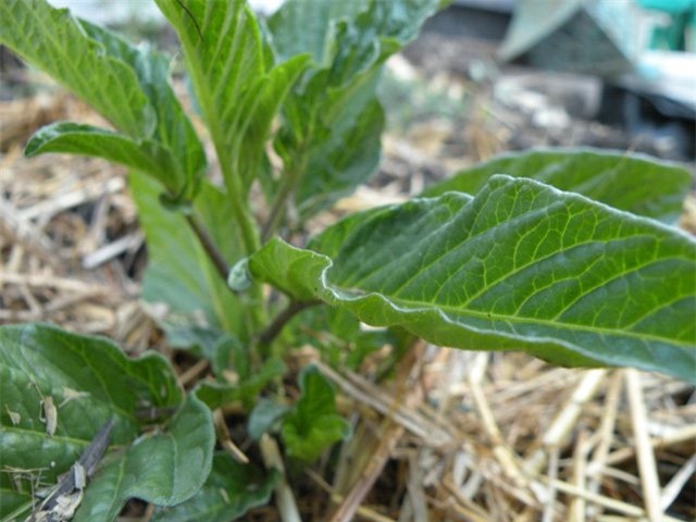 dua pepino duoc chi em rao riet “san lung” trong the nao? hinh anh 13