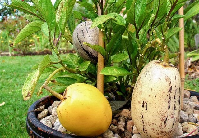 dua pepino duoc chi em rao riet “san lung” trong the nao? hinh anh 14