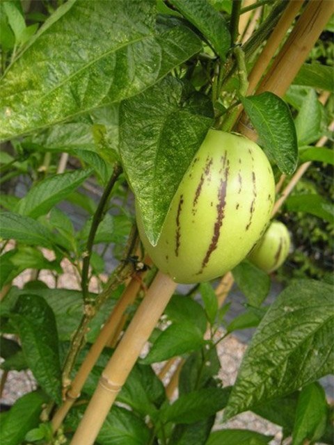 dua pepino duoc chi em rao riet “san lung” trong the nao? hinh anh 15