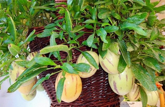 dua pepino duoc chi em rao riet “san lung” trong the nao? hinh anh 16