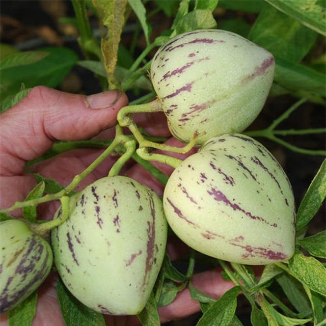 dua pepino duoc chi em rao riet “san lung” trong the nao? hinh anh 17