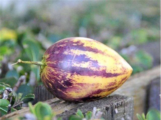 dua pepino duoc chi em rao riet “san lung” trong the nao? hinh anh 18