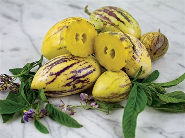 dua pepino duoc chi em rao riet “san lung” trong the nao? hinh anh 2