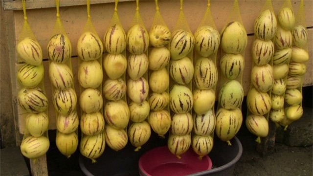 dua pepino duoc chi em rao riet “san lung” trong the nao? hinh anh 20
