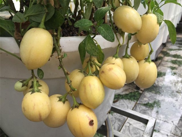 dua pepino duoc chi em rao riet “san lung” trong the nao? hinh anh 21