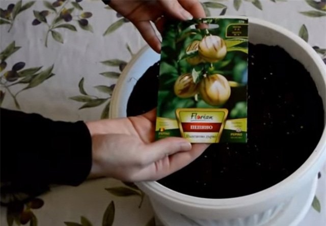 dua pepino duoc chi em rao riet “san lung” trong the nao? hinh anh 6