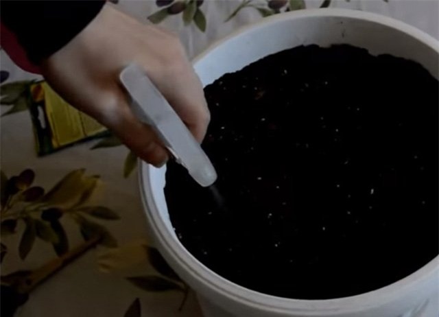 dua pepino duoc chi em rao riet “san lung” trong the nao? hinh anh 7