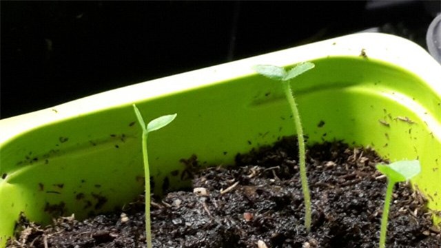 dua pepino duoc chi em rao riet “san lung” trong the nao? hinh anh 8