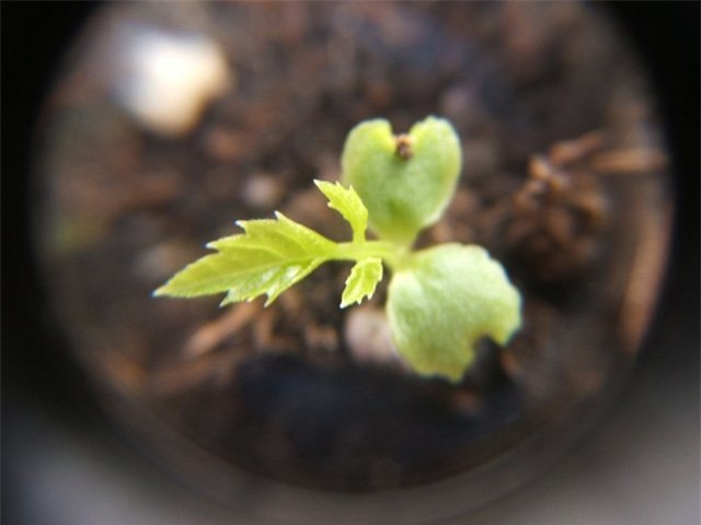 dua pepino duoc chi em rao riet “san lung” trong the nao? hinh anh 9