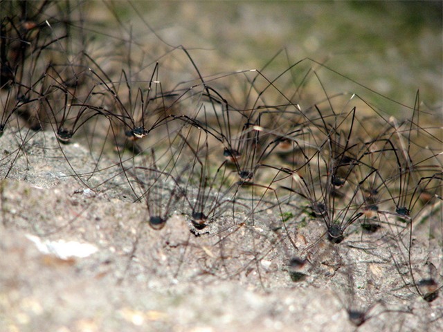 Gần nửa dân số thế giới đều sợ nhện - Ảnh 2.