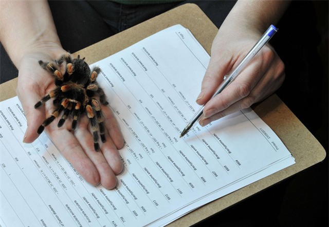 Gần nửa dân số thế giới đều sợ nhện - Ảnh 3.