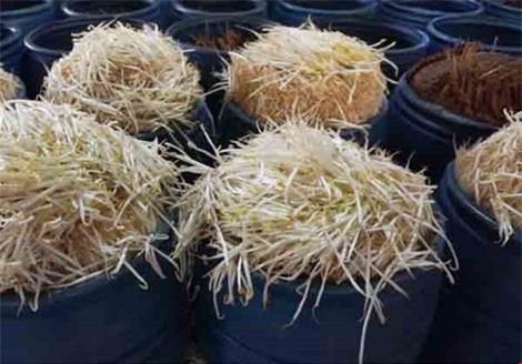 giá đỗ, thuốc kích thích, giá sạch, giá sử dụng hóa chất