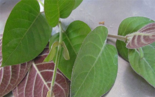 Khi bị tiêu chảy hãy nhớ tới lá mơ lông