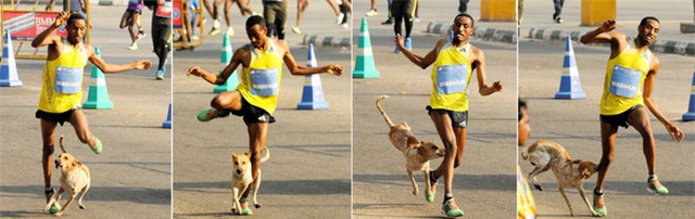 Mất huy chương vàng điền kinh vì bị chó hoang cắn vào chân - Ảnh 1.