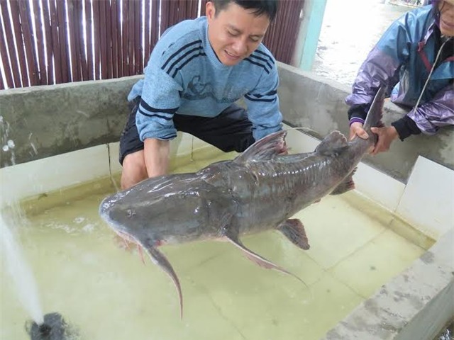 Bữa tiệc thủy quái sông Đà trăm triệu của đại gia Hà Nội-1
