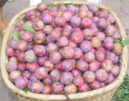 phân biệt mận trung quốc với mận việt nam, mận cơm đường trung quốc, mận đen khủng trung quốc, mận tam hoa, mận hậu, mận cơm việt nam