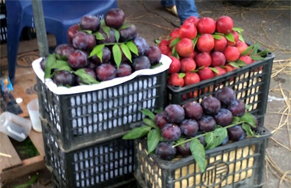 phân biệt mận trung quốc với mận việt nam, mận cơm đường trung quốc, mận đen khủng trung quốc, mận tam hoa, mận hậu, mận cơm việt nam