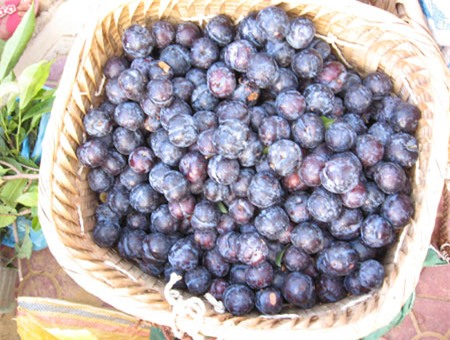 phân biệt mận trung quốc với mận việt nam, mận cơm đường trung quốc, mận đen khủng trung quốc, mận tam hoa, mận hậu, mận cơm việt nam