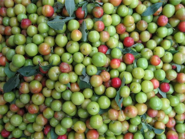 phân biệt mận trung quốc với mận việt nam, mận cơm đường trung quốc, mận đen khủng trung quốc, mận tam hoa, mận hậu, mận cơm việt nam