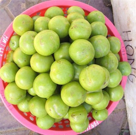 phân biệt mận trung quốc với mận việt nam, mận cơm đường trung quốc, mận đen khủng trung quốc, mận tam hoa, mận hậu, mận cơm việt nam