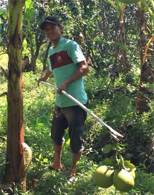 Nhiều nhà vườn ở ĐBĐCL bị thiệt hại nặng nề vì sản lượng giảm mạnh