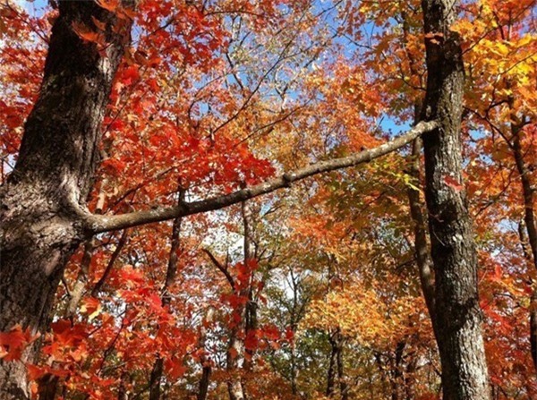 13. Cành đâm xuyên qua cây khác.