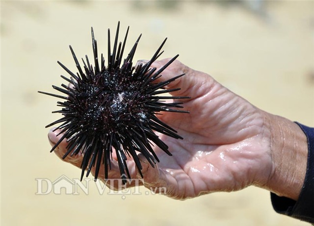 Nhum biển, tiến vua, tiền tỷ, đặc sản, hải sản, ngư dân, thần dược, bắt được
