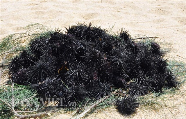 Nhum biển, tiến vua, tiền tỷ, đặc sản, hải sản, ngư dân, thần dược, bắt được