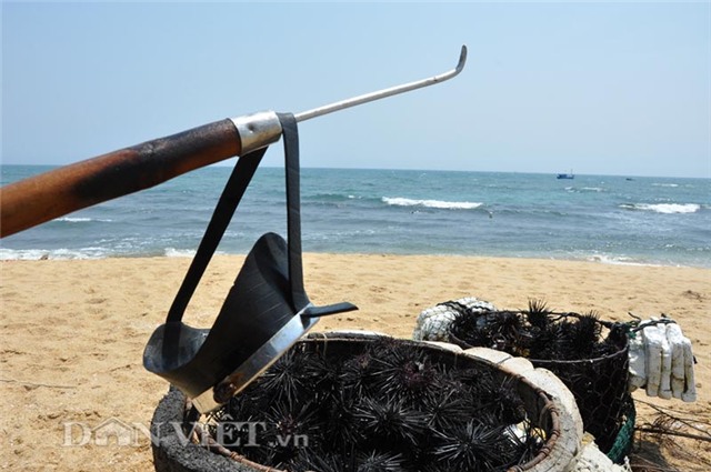 Nhum biển, tiến vua, tiền tỷ, đặc sản, hải sản, ngư dân, thần dược, bắt được