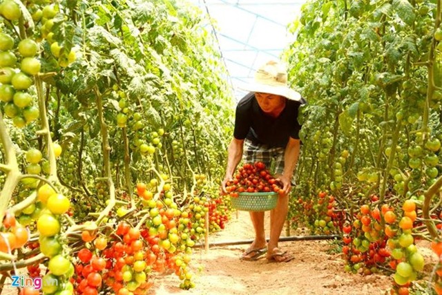 Anh em 9X kiem tien ty moi nam nho nong trai rau sach hinh anh 1