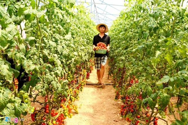 Anh em 9X kiem tien ty moi nam nho nong trai rau sach hinh anh 2