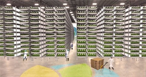 trang trại rau sạch, trồng rau sạch không cần đất, rau sạch, trồng rau sạch