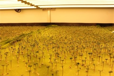 trang trại rau sạch, trồng rau sạch không cần đất, rau sạch, trồng rau sạch