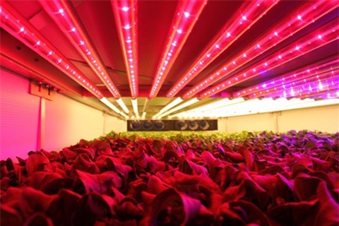 trang trại rau sạch, trồng rau sạch không cần đất, rau sạch, trồng rau sạch