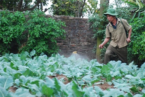 Nguy cơ mắc tiểu đường vì ăn nhiều thực phẩm nhiễm thuốc trừ sâu - Ảnh 2.