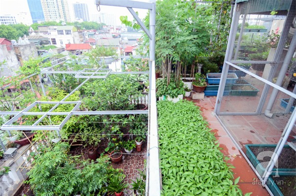khu vườn 1