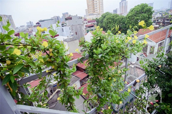 vuon-cay-rong-gan-100m2-ai-cung-muon-len-xem