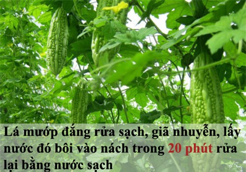 tam biet mui hoi nach kho chiu ngay he - 8