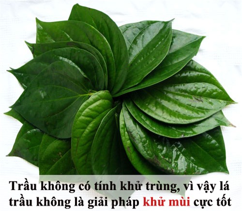 tam biet mui hoi nach kho chiu ngay he - 9