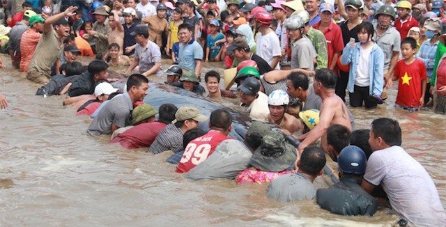 Giải cứu thành công cá voi 