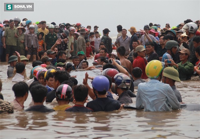 Giải cứu thành công cá voi khủng mắc cạn ở biển Nghệ An - Ảnh 3.