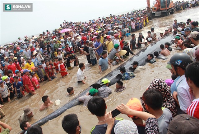 Giải cứu thành công cá voi khủng mắc cạn ở biển Nghệ An - Ảnh 4.