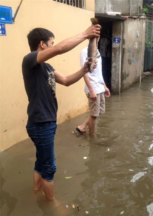 tát nước, mưa ngập, Hà Nội, lũ lụt, tắc đường, công sở, đến trường, đi làm