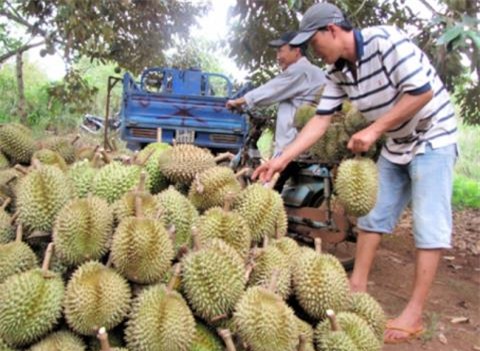 Sầu riêng, ép chín, siêu tốc, hóa chất, nhận biết, hoa quả, trái cây, mít, thúc chín,