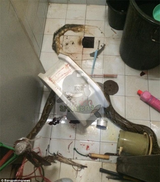 Đang đi vệ sinh, người đàn ông hoảng loạn vì bị trăn khổng lồ cắn vào của quý - Ảnh 1.