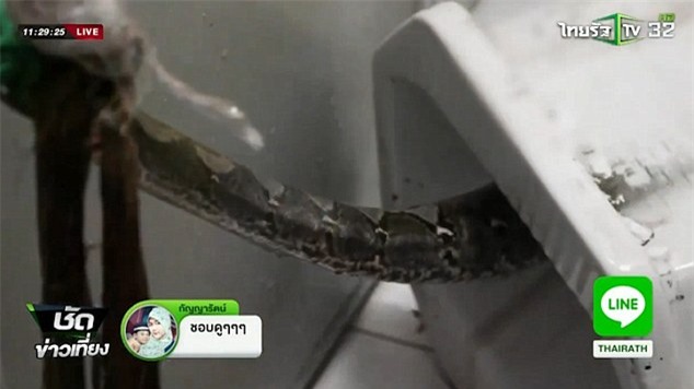 Đang đi vệ sinh, người đàn ông hoảng loạn vì bị trăn khổng lồ cắn vào của quý - Ảnh 2.