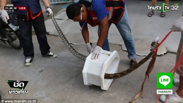 Đang đi vệ sinh, người đàn ông hoảng loạn vì bị trăn khổng lồ cắn vào của quý - Ảnh 4.