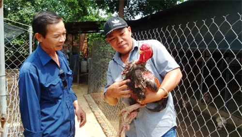 “ong trum ga dong tao” o dat dong nai hinh anh 1