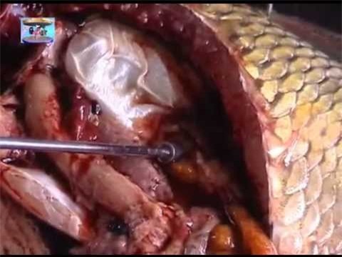 Lòng cá: Cực bổ dưỡng nhưng thường bị vứt đi ngay từ ngoài chợ - Ảnh 1.