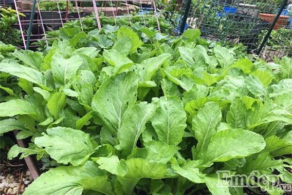 Học cách chăm sóc vườn rau hữu cơ xum xuê của mẹ Việt ở Mỹ